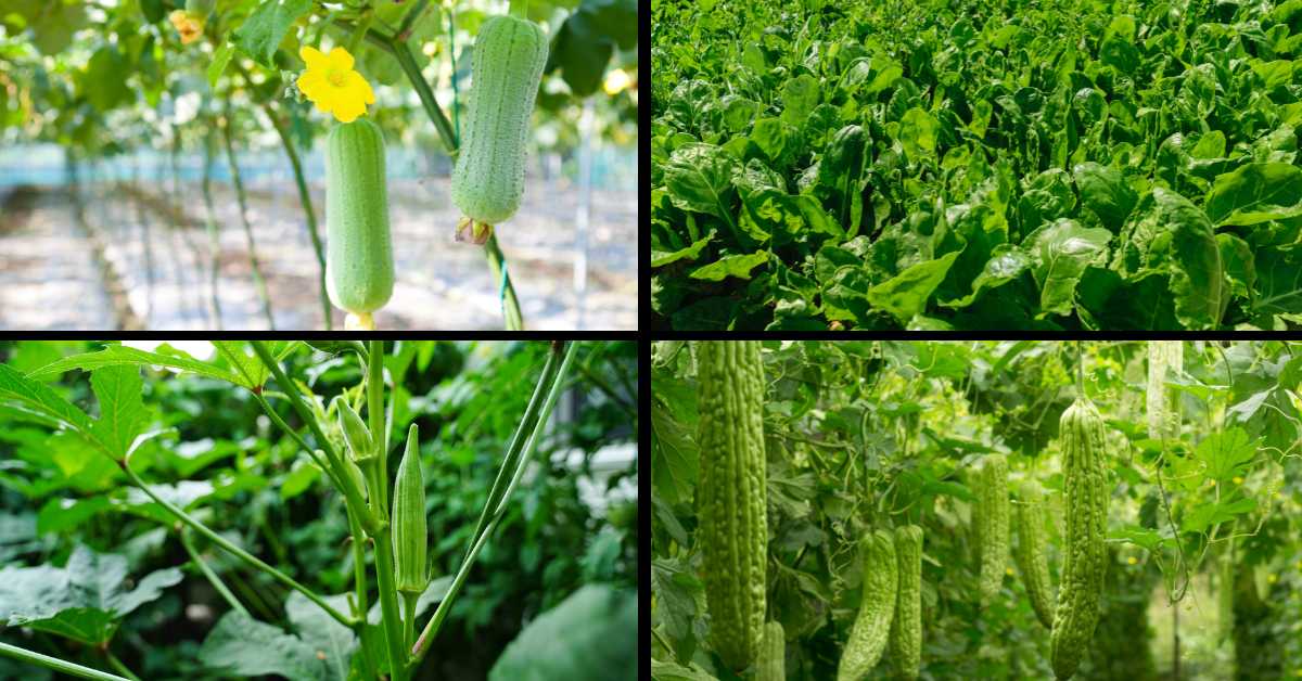 जून में करें इन सब्जियों की खेती मिलेगा अच्छा-खासा मुनाफा 