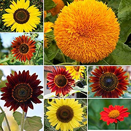 sunflower varities