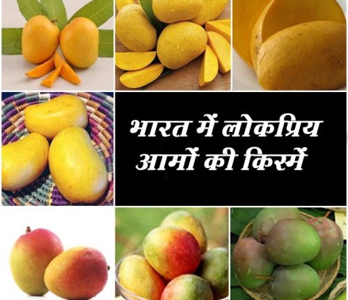 mango varieties 