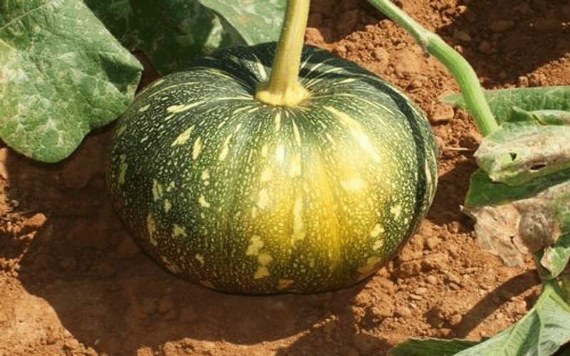 Pumpkin Farming