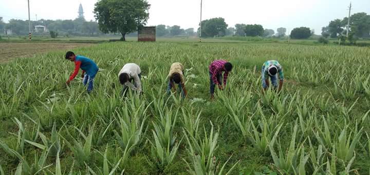 एलोवेरा की फसल की कटाई