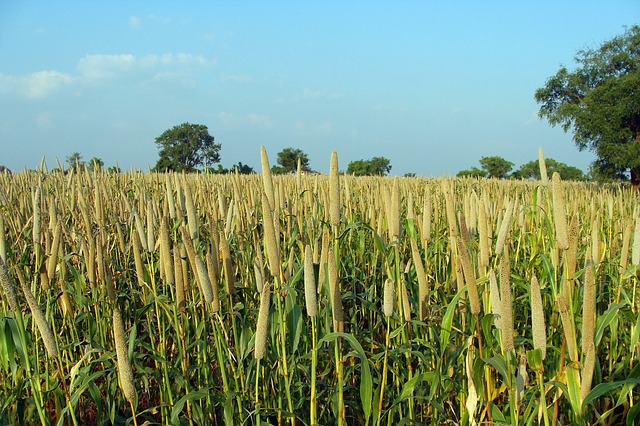 बुवाई के बाद बाजरा की खेती की करें ऐसे देखभाल