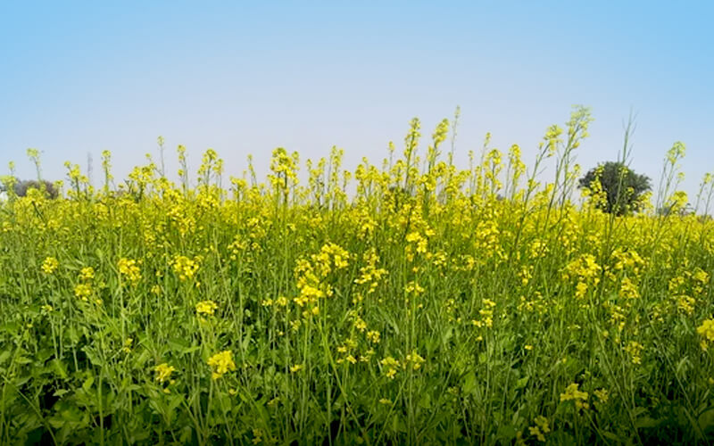 Mustard crop, Sarso