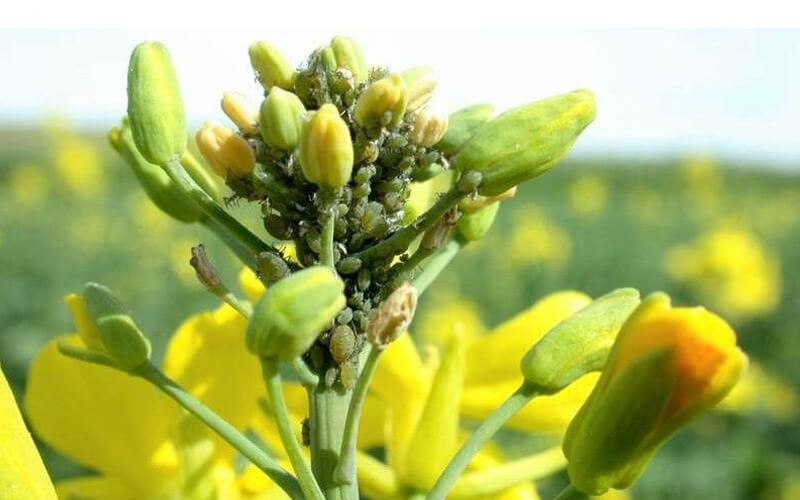 closeup of mustard flower