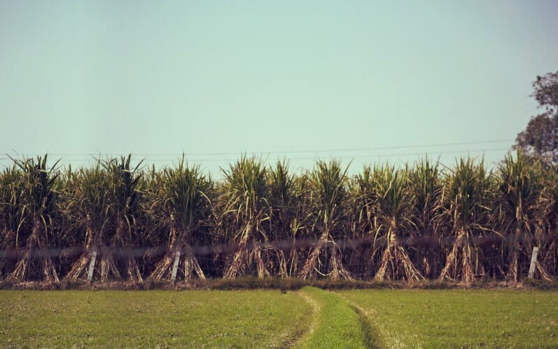 sugarcane farming