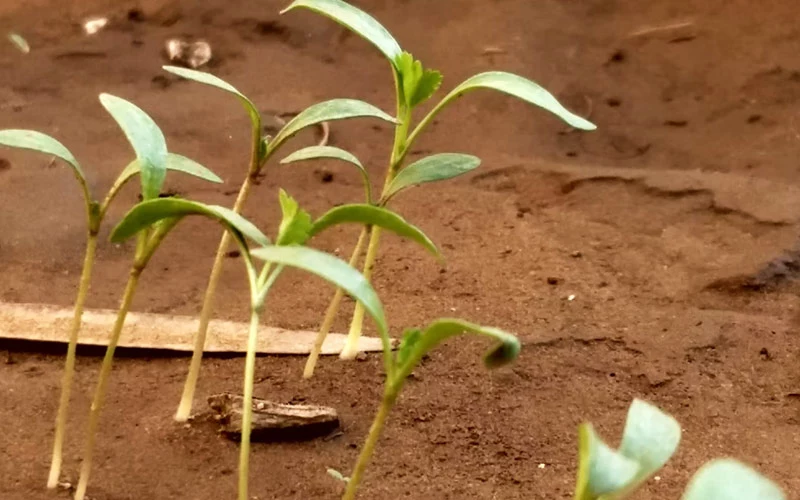 Coriander Crop