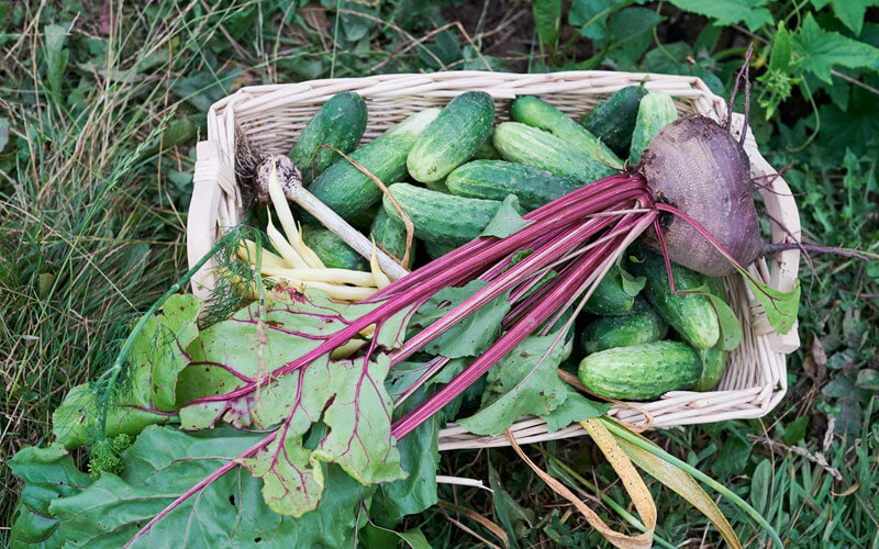 खीरे की सब्जियों की टोकरी Cucumber crop