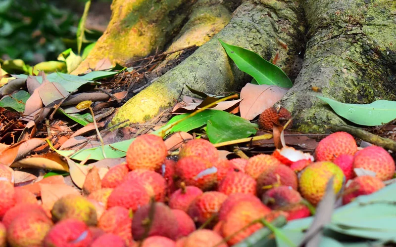 Litchi farmers