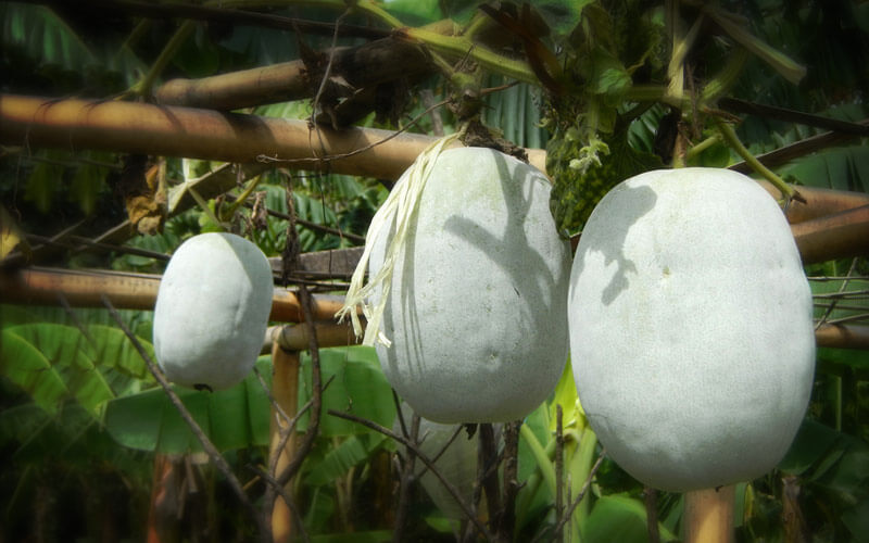 पेठा सब्जियों की बेल Petha crop