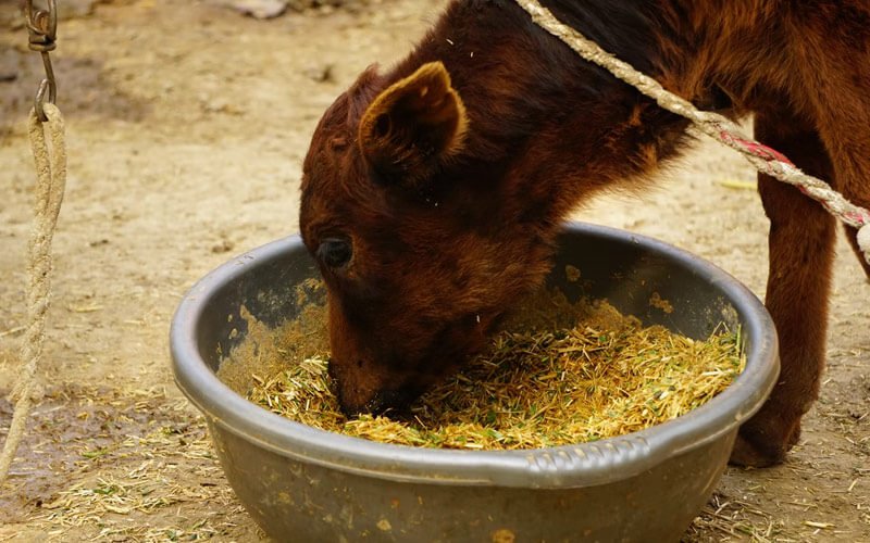 best green fodder for cows