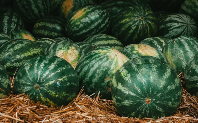 melon crop