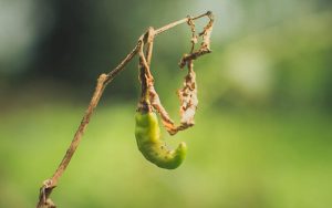 मिर्च के रोग [chili plant disease]