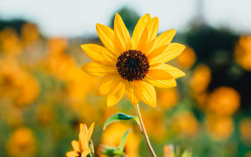 गर्मियों के मौसम में लगाए जाने वाले फूल - सूरजमुखी (sunflower)