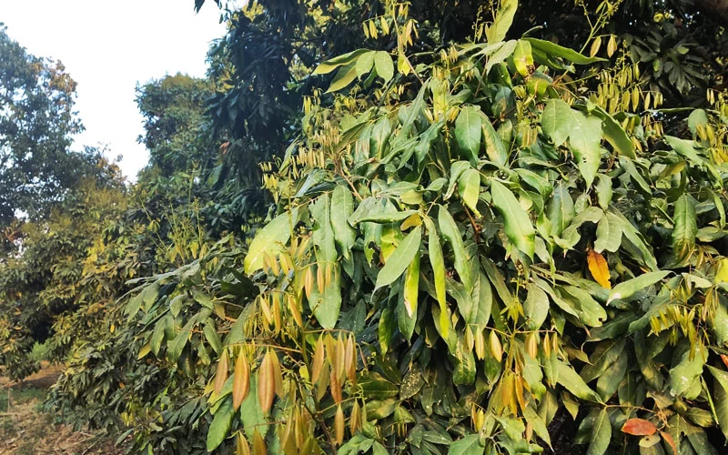 production of litchi crops