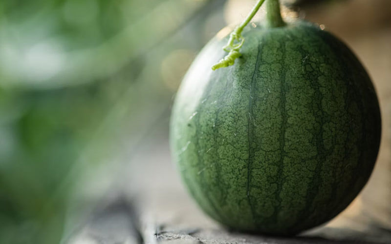 watermelon crop