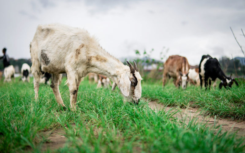 bakri palan karne ka tarika