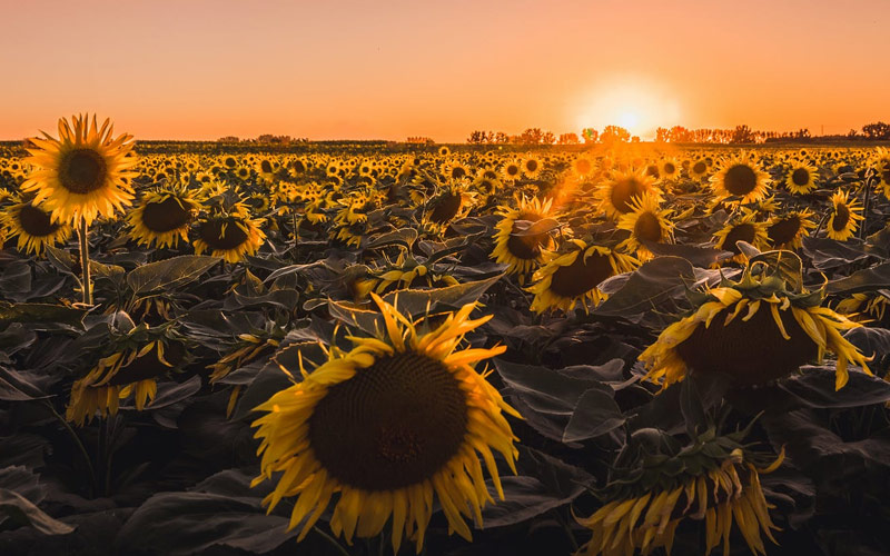 सूरजमुखी की फसल के लिए उन्नत कृषि विधियाँ - sunflower farm -सूरजमुखी के लिए जलवायु और भूमि