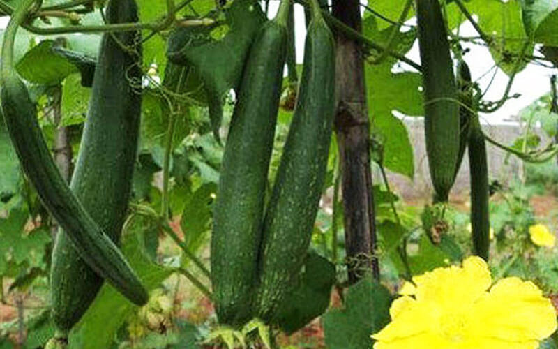 toori गर्मियों की हरी सब्जियां : तोरी