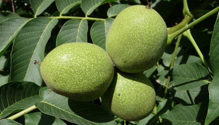 Walnut Fruit on tree