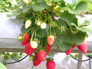 एक नर्सरी पॉट में स्ट्रॉबेरी (strawberries in a nursery pot)