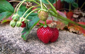 पके और कच्चे स्ट्रॉबेरी (Ripe and unripe strawberries)