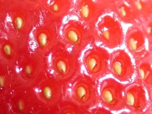 स्ट्रॉबेरी की सतह का क्लोजअप (Closeup of the surface of a strawberry)
