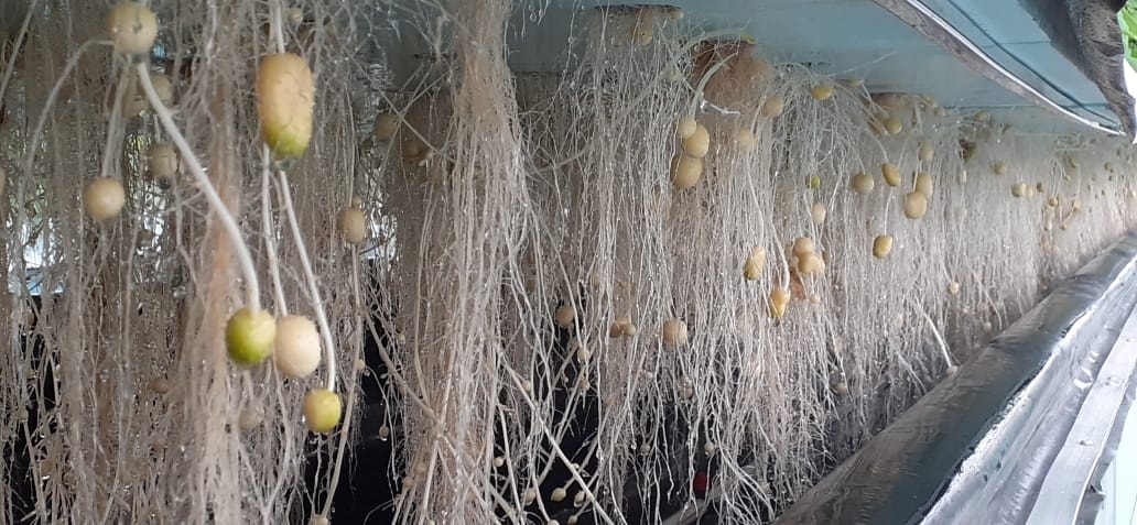 एयरोपोनिक्स आलू फार्मिंग (Aeroponics Potato Farming)