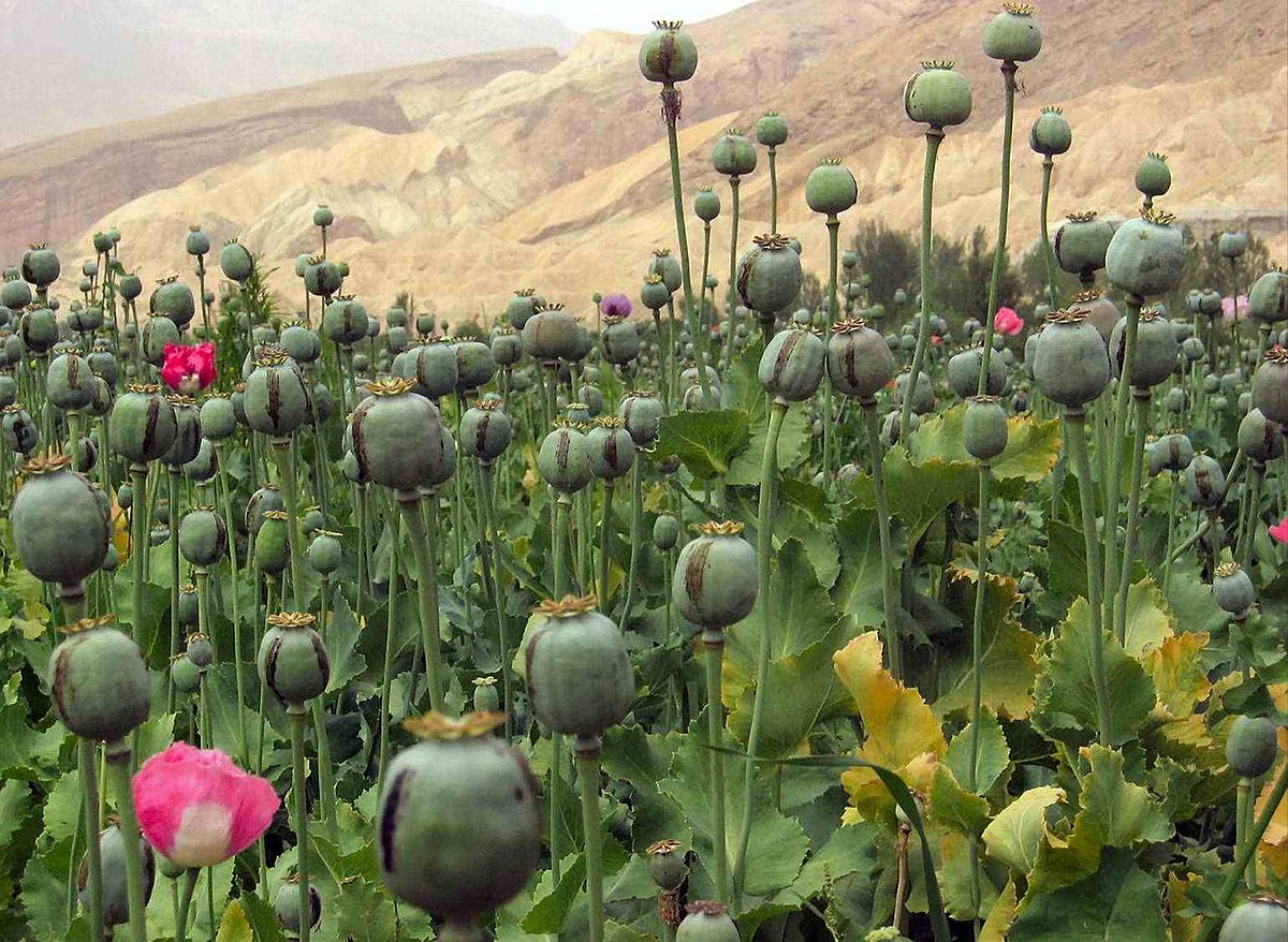अफ़ीम की खेती (Opium Poppy Farm)