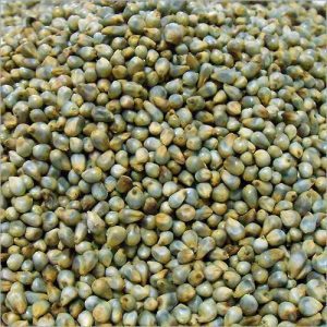 बाजरे के बीज (Bajra Seeds)