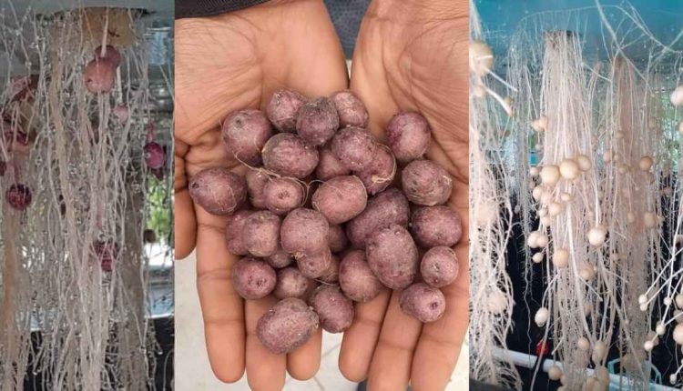 हवा में आलू उगाने की ऐरोपोनिक्स विधि (aeroponics potato farming in hindi)