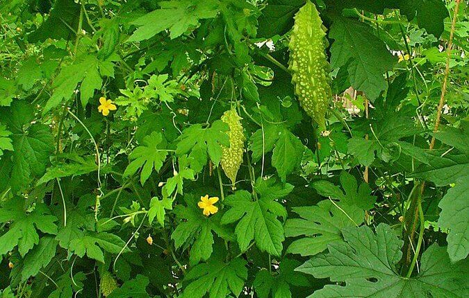 करेले के पौधे में पुष्प व फल (Bitter Gourd-habitus with flowers and fruits; Source Wiki; Author H Zell)