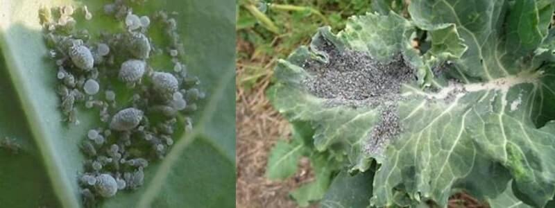 एफिड रोग (cauliflower aphid)