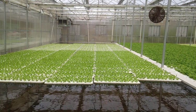 डीप वाटर कल्चर से लेट्यूस उत्पादन (Deep water culture (DWC) in lettuce production (Source:Wiki; Author -ArcadiYay)