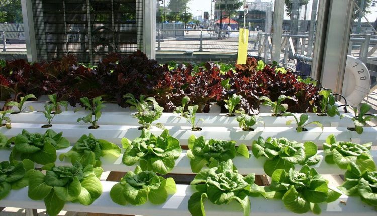 हाइड्रोपोनिक्स जनित पत्तेदार सब्जियां। लेखक-रयान सोमा; (Hydroponics with leafy vegetables. Author-Ryan Somma)