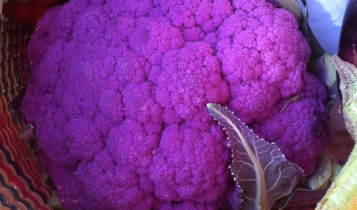 बैंगनी फूल गोभी (Purple Cauliflower)