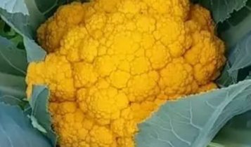 पीली फूल गोभी (Yellow Cauliflower)