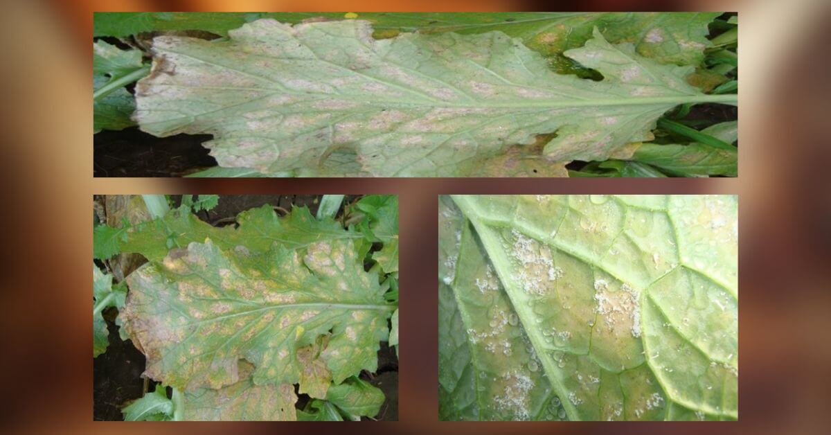 Downy mildew