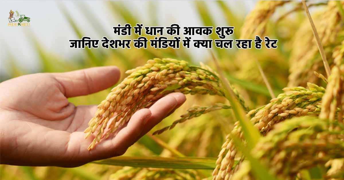 मंडी में धान की आवक शुरू: जानिए देशभर की मंडियों में क्या चल रहा है रेट 