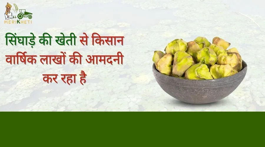 सिंघाड़े की खेती से किसान वार्षिक लाखों की आमदनी कर रहा है