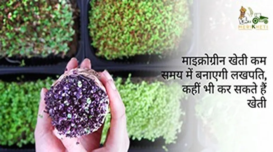 माइक्रोग्रीन खेती कम समय में बनाएगी लखपति, कहीं भी कर सकते हैं खेती
