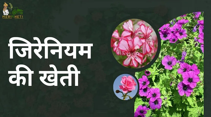 पारंपरिक खेती छोड़ रोहित ने शुरू की जिरेनियम की खेती, अब कमा रहा है लाखों का मुनाफा