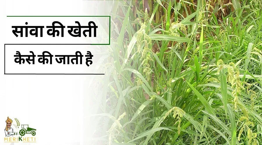 जानिए सांवा की खेती कैसे की जाती है (Sava ki kheti)