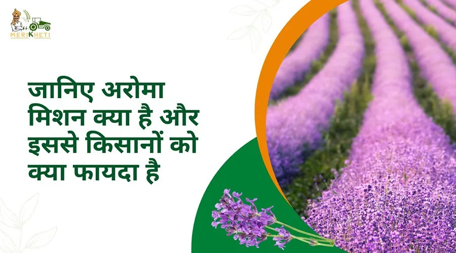 जानिए अरोमा मिशन क्या है और इससे किसानों को क्या फायदा है