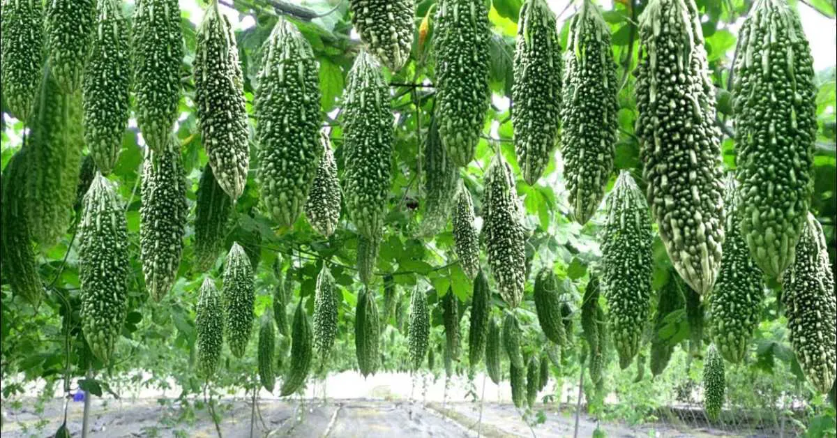 जायद में हाइब्रिड करेला की खेती किसानों को मालामाल बना सकती है, जानें कैसे  