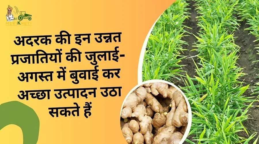 अदरक की इन उन्नत प्रजातियों की जुलाई-अगस्त में बुवाई कर अच्छा उत्पादन उठा सकते हैं