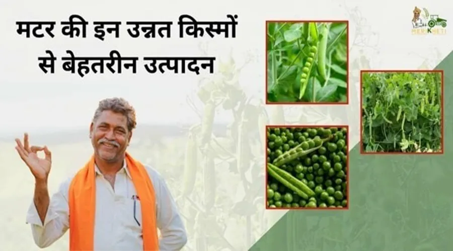 किसान इस रबी सीजन में मटर की इन उन्नत किस्मों से बेहतरीन उत्पादन उठा सकते हैं
