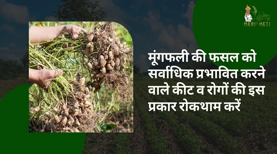 मूंगफली की फसल को सर्वाधिक प्रभावित करने वाले कीट व रोगों की इस प्रकार रोकथाम करें