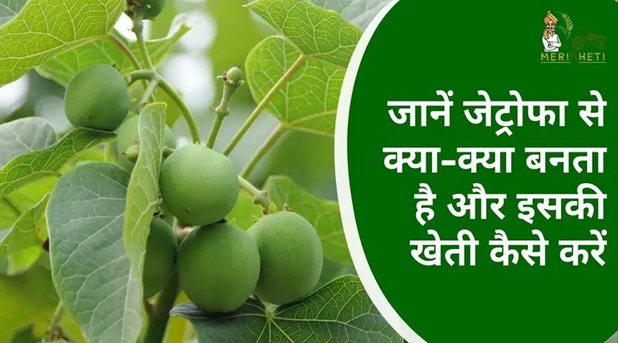 जानें जेट्रोफा से क्या-क्या बनता है और इसकी खेती कैसे करें