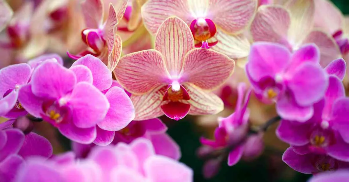 Orchid Cultivation - ऑर्किड्स की खेती कैसे की जाती है?