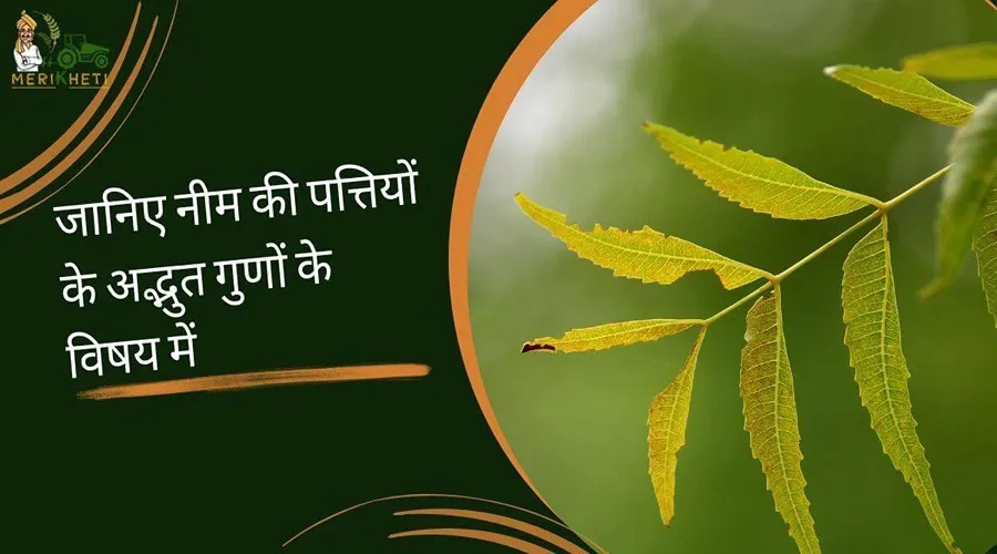 जानिए नीम की पत्तियों के अद्भुत गुणों के विषय में